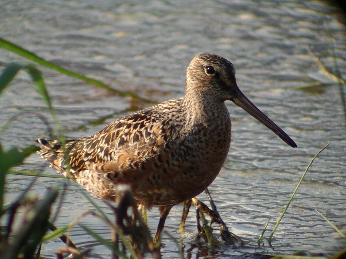 Long-billed Dowitcher - ML29444831