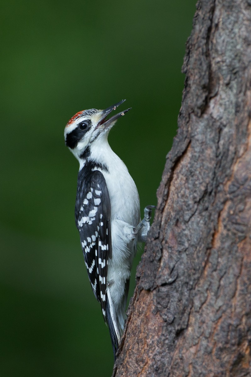 Hairy Woodpecker (Eastern) - ML29444931