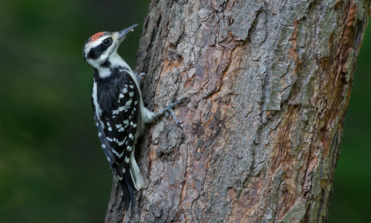 Hairy Woodpecker (Eastern) - ML29444941