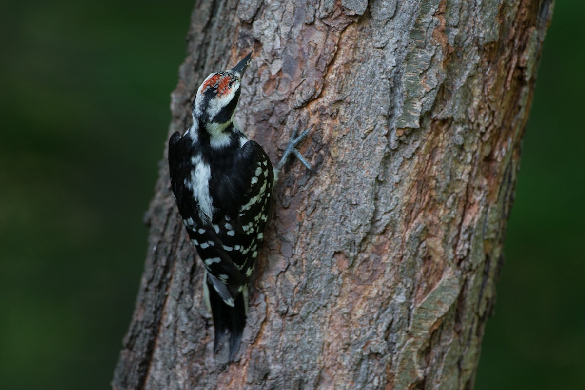 Hairy Woodpecker (Eastern) - ML29444951