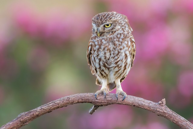 コキンメフクロウ Ebird