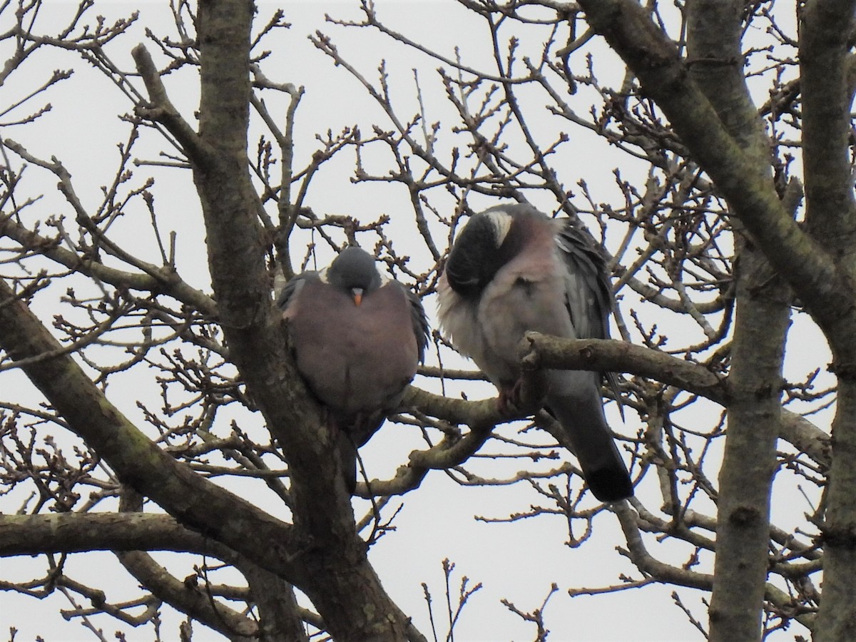 Common Wood-Pigeon - Joren van Schie