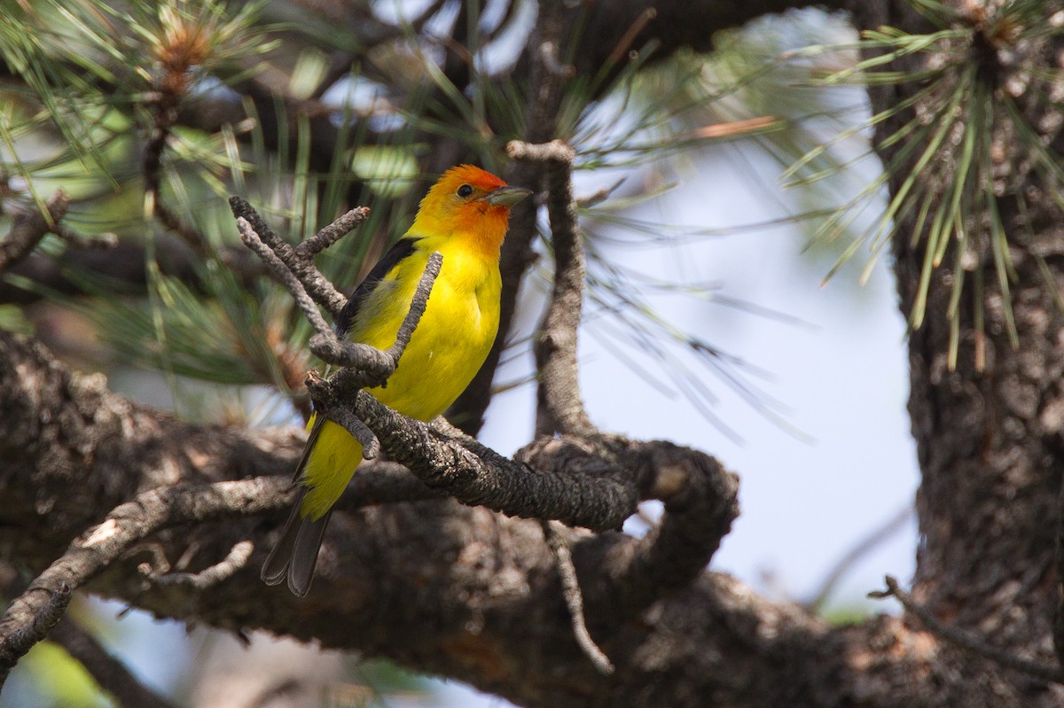 Western Tanager - ML29445591