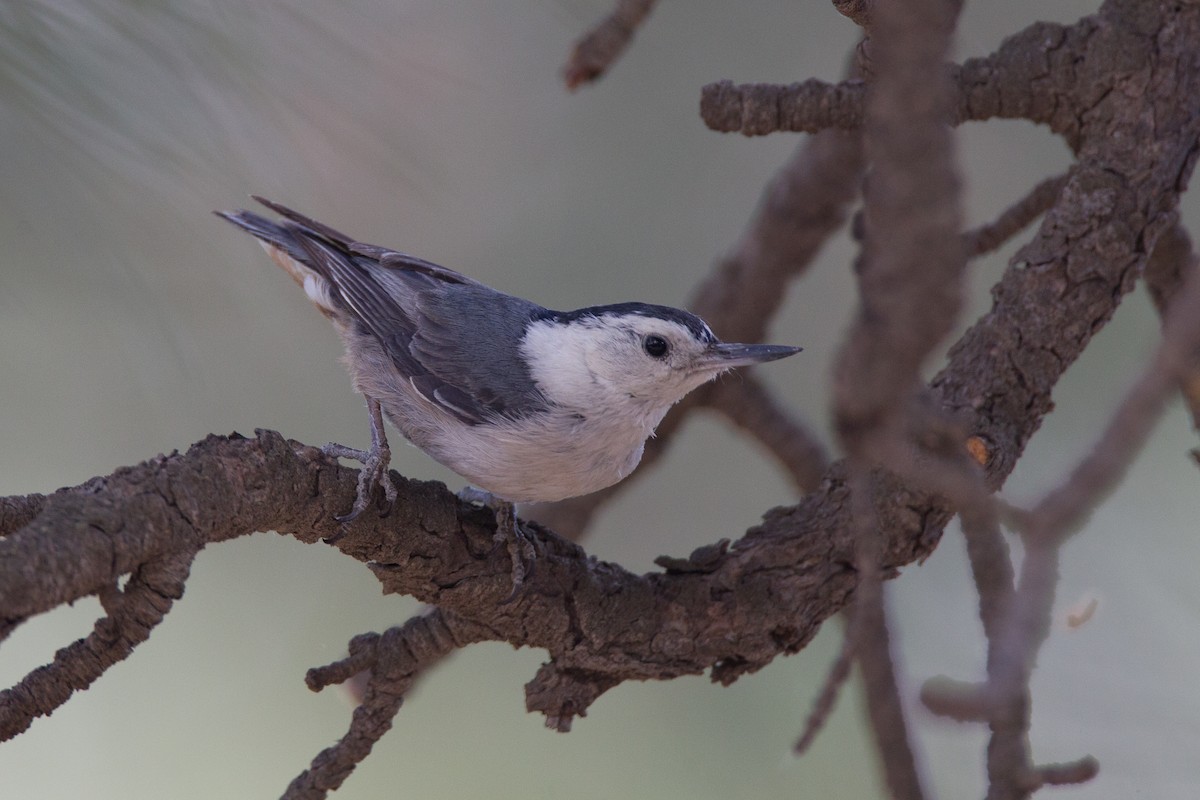 White-breasted Nuthatch (Interior West) - ML29445671