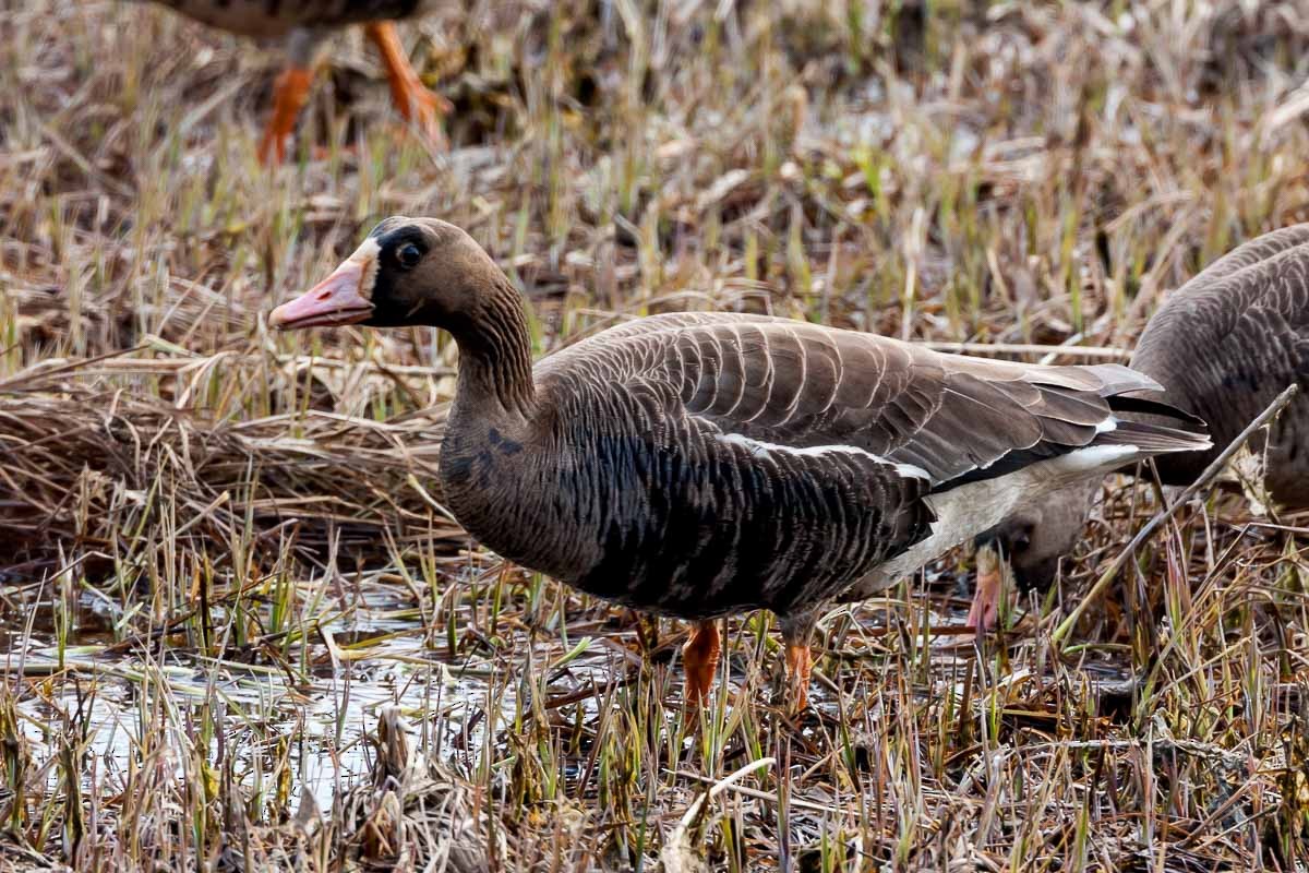 Greater White-fronted Goose - ML294468251