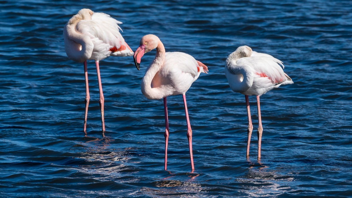 Greater Flamingo - Marc Junio
