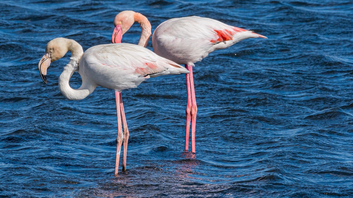 Greater Flamingo - Marc Junio