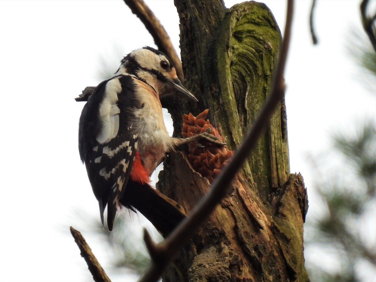 Great Spotted Woodpecker - Joren van Schie
