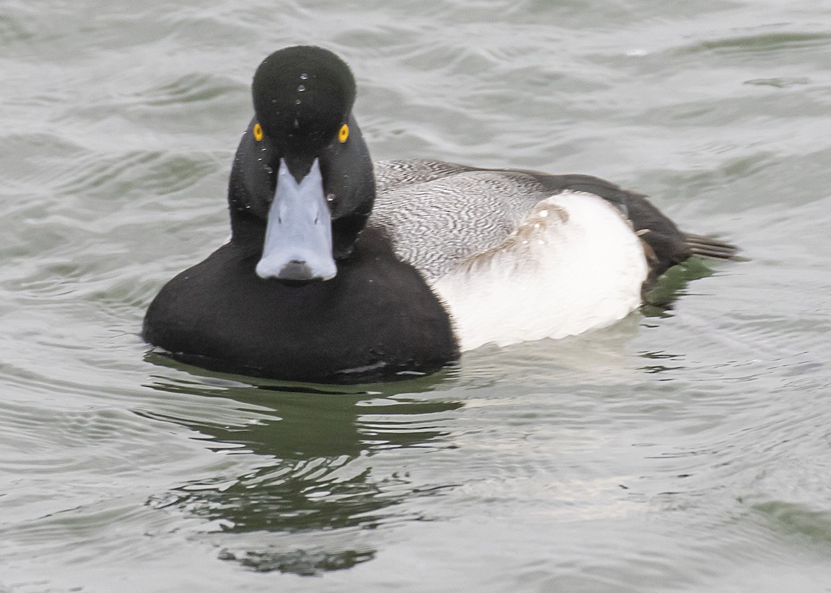 Greater Scaup - ML294472361