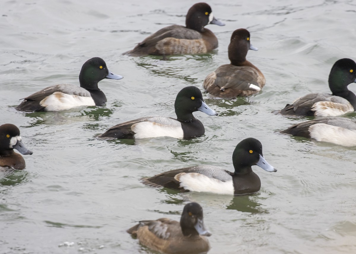 Greater Scaup - ML294472401