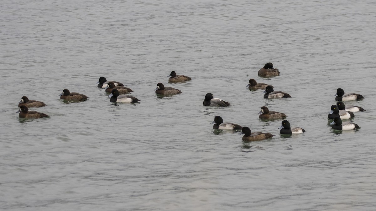 Greater Scaup - ML294472461