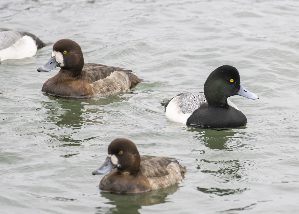 Greater Scaup - ML294472491