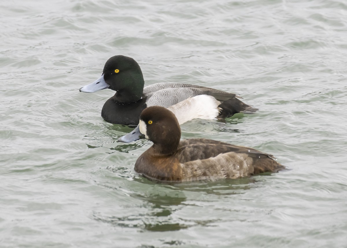 Greater Scaup - ML294472501