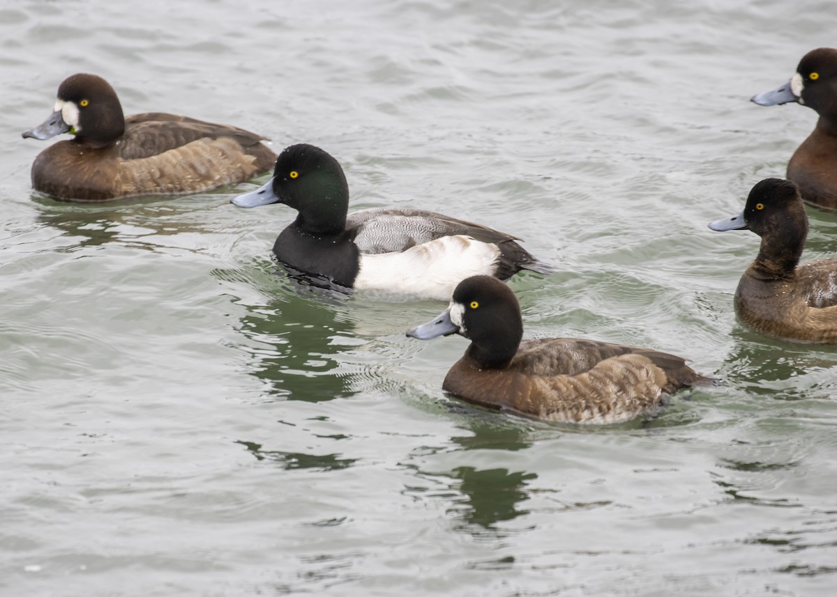 Greater Scaup - ML294472551