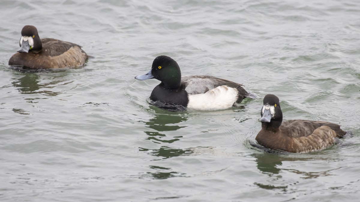 Greater Scaup - ML294472561