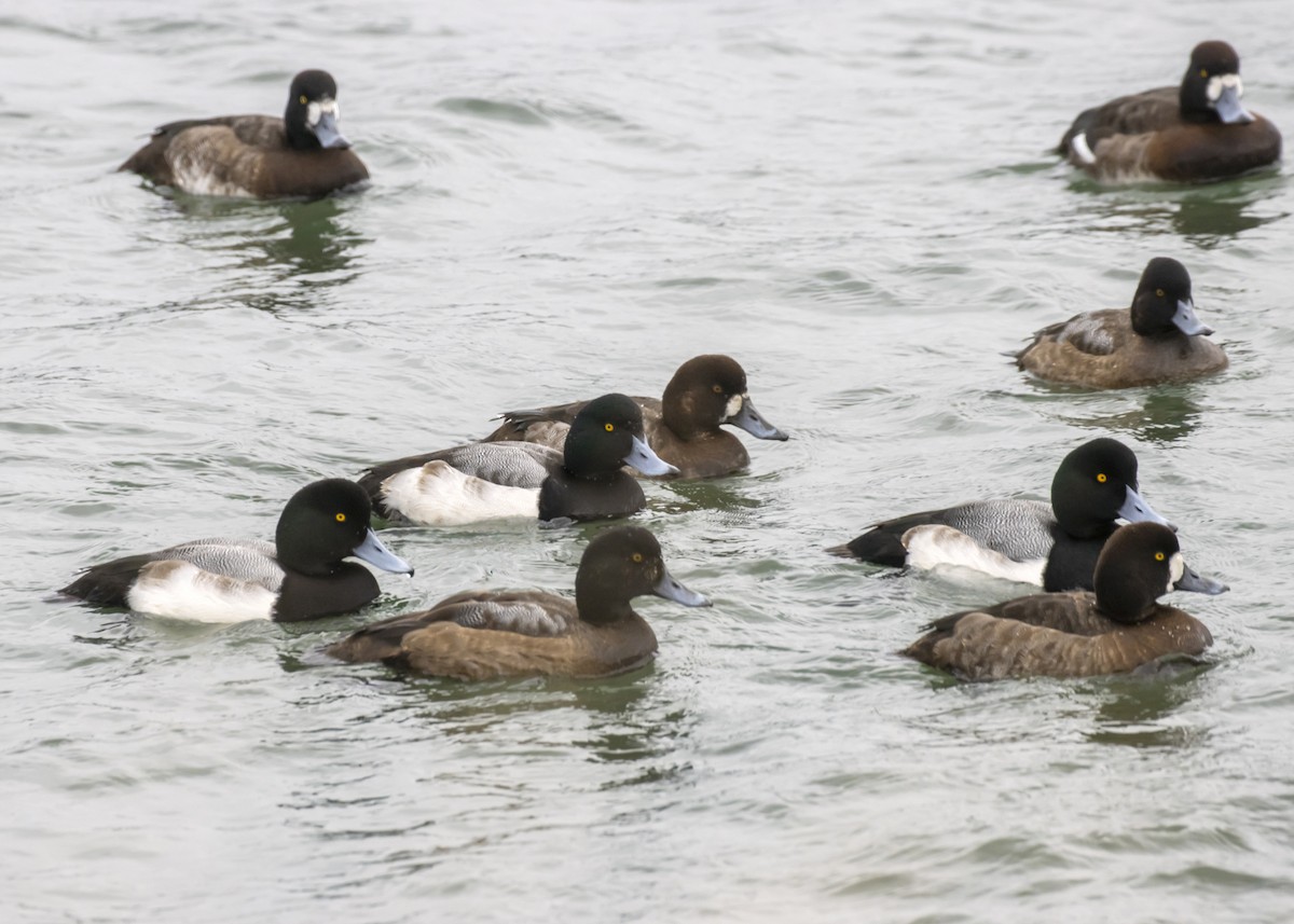Greater Scaup - ML294472641