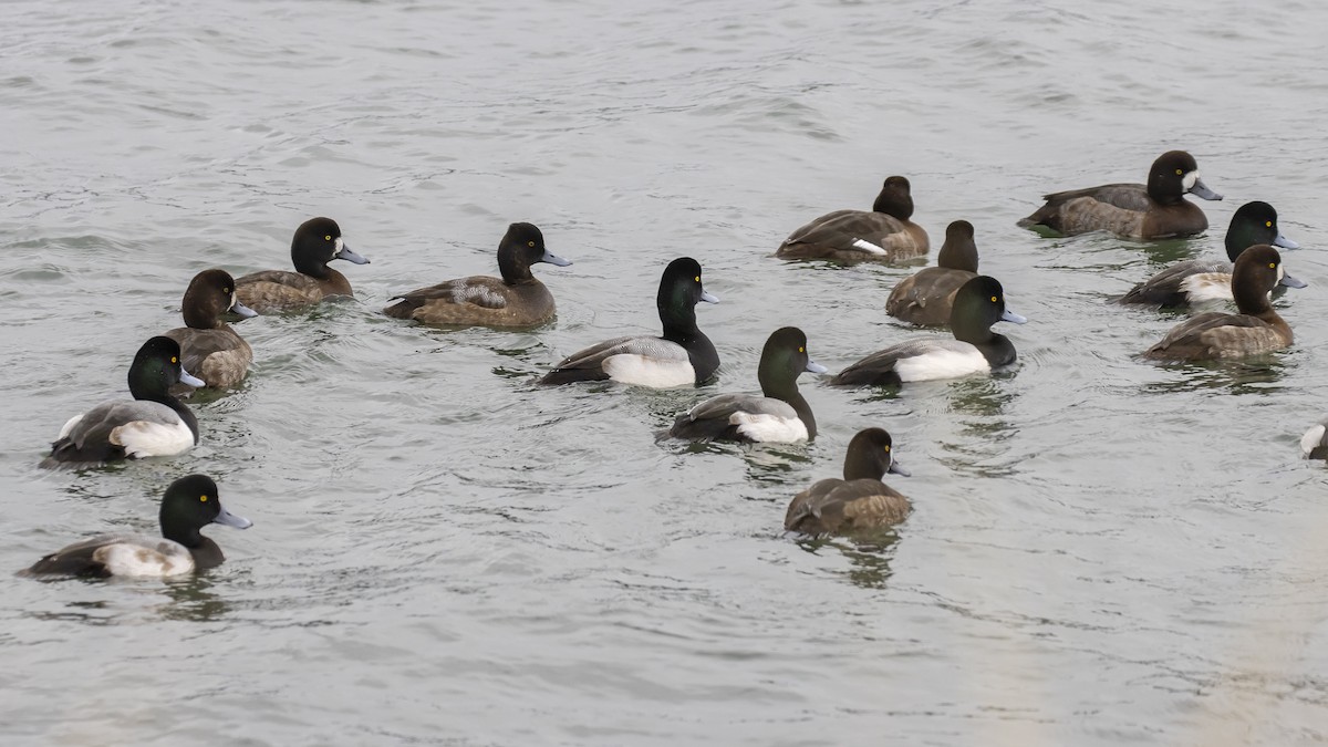 Greater Scaup - ML294472671