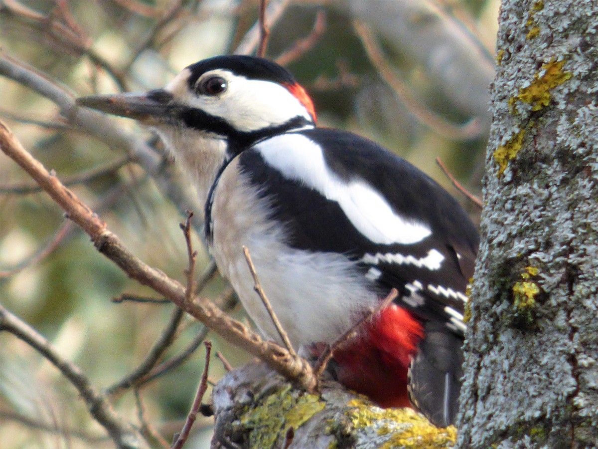Great Spotted Woodpecker - JuanMa  Jiménez