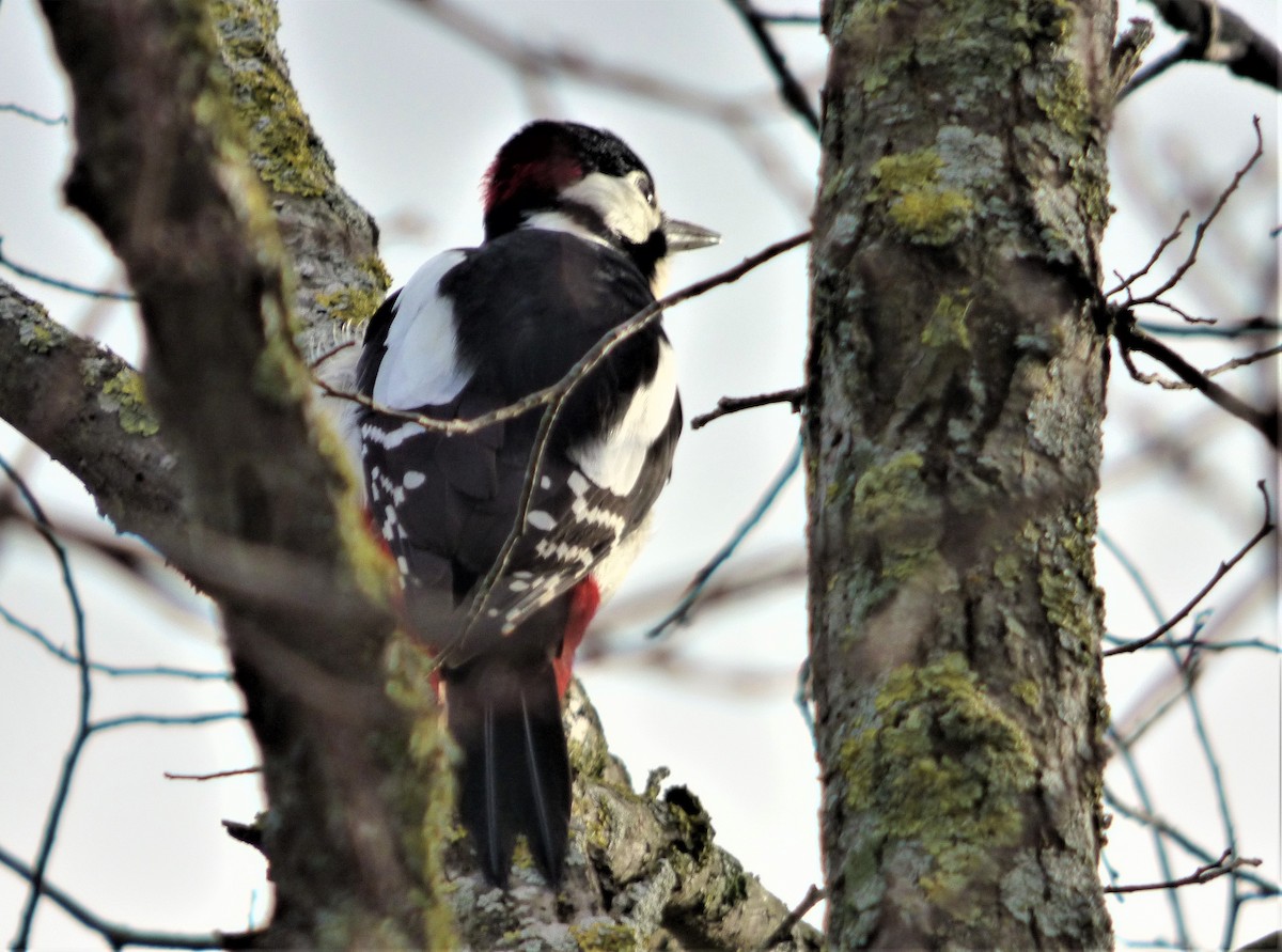 Great Spotted Woodpecker - ML294473941