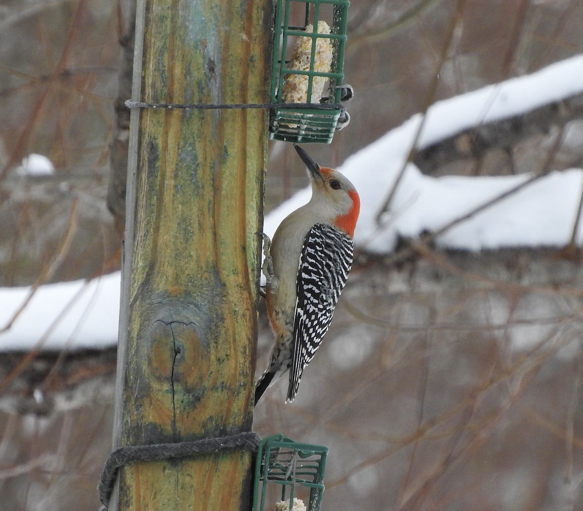 Red-bellied Woodpecker - ML294474381