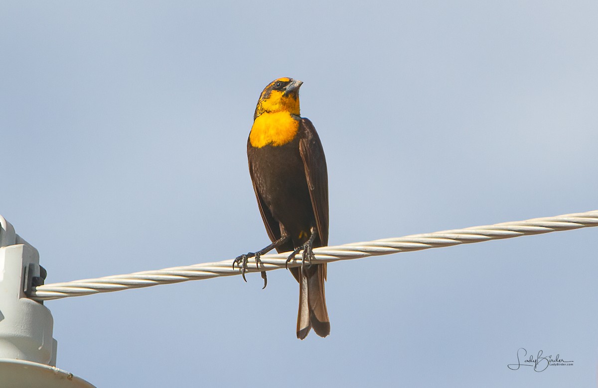 Yellow-headed Blackbird - ML294474461