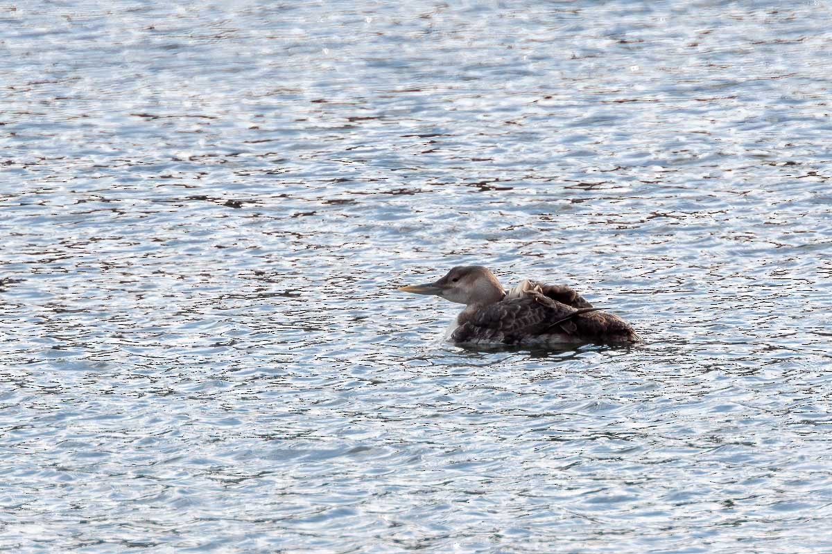 Yellow-billed Loon - Ron Horn