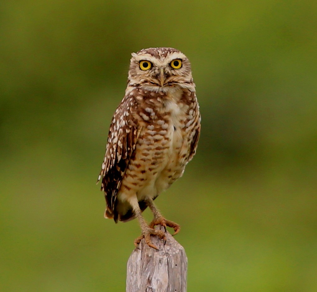 Burrowing Owl - ML29447911