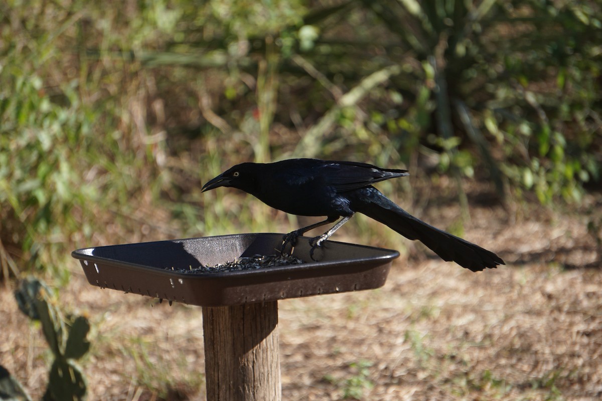 Great-tailed Grackle - ML294480851