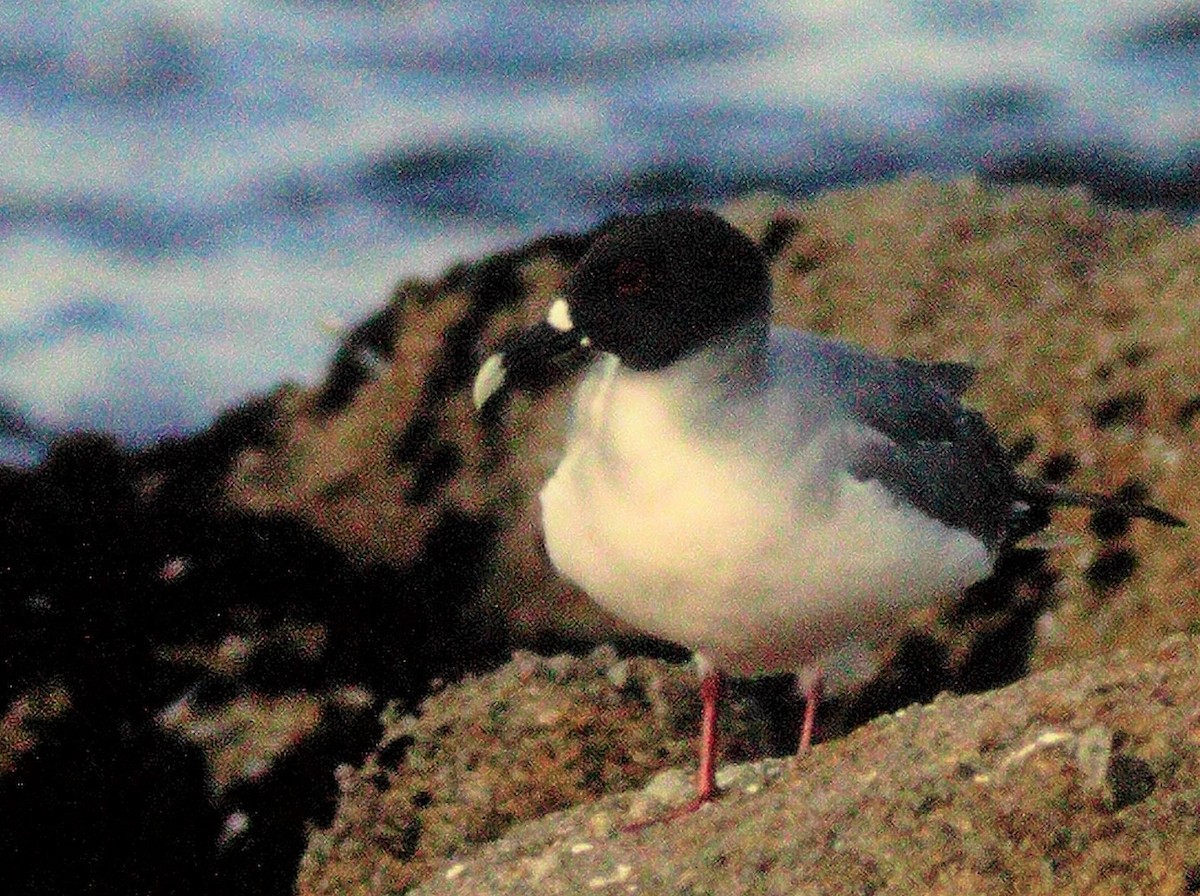 Swallow-tailed Gull - ML294481051