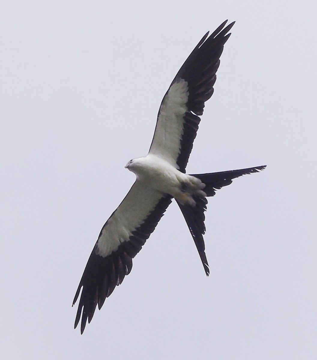 Swallow-tailed Kite - Gordon Beebe