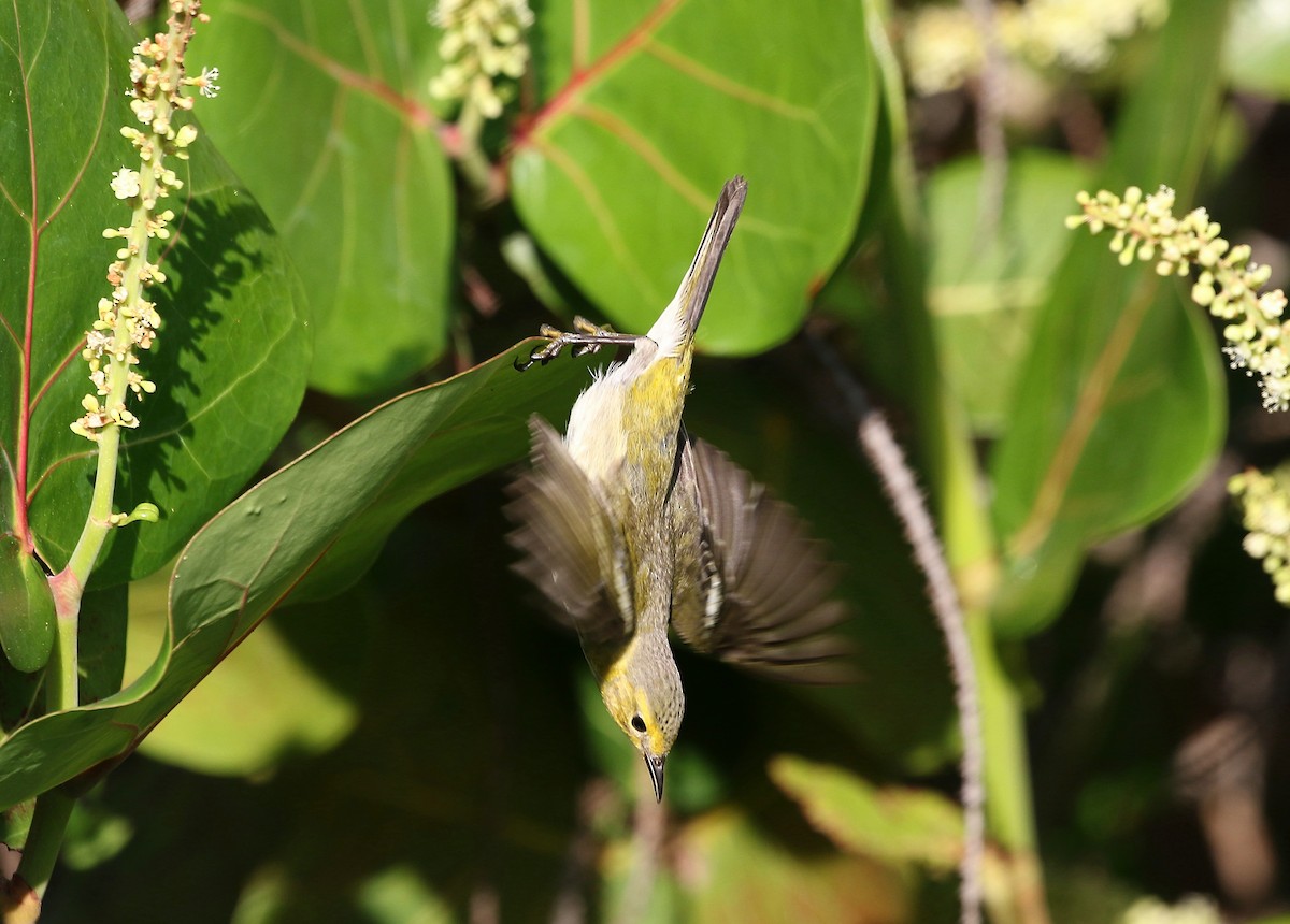 Cape May Warbler - ML29448941