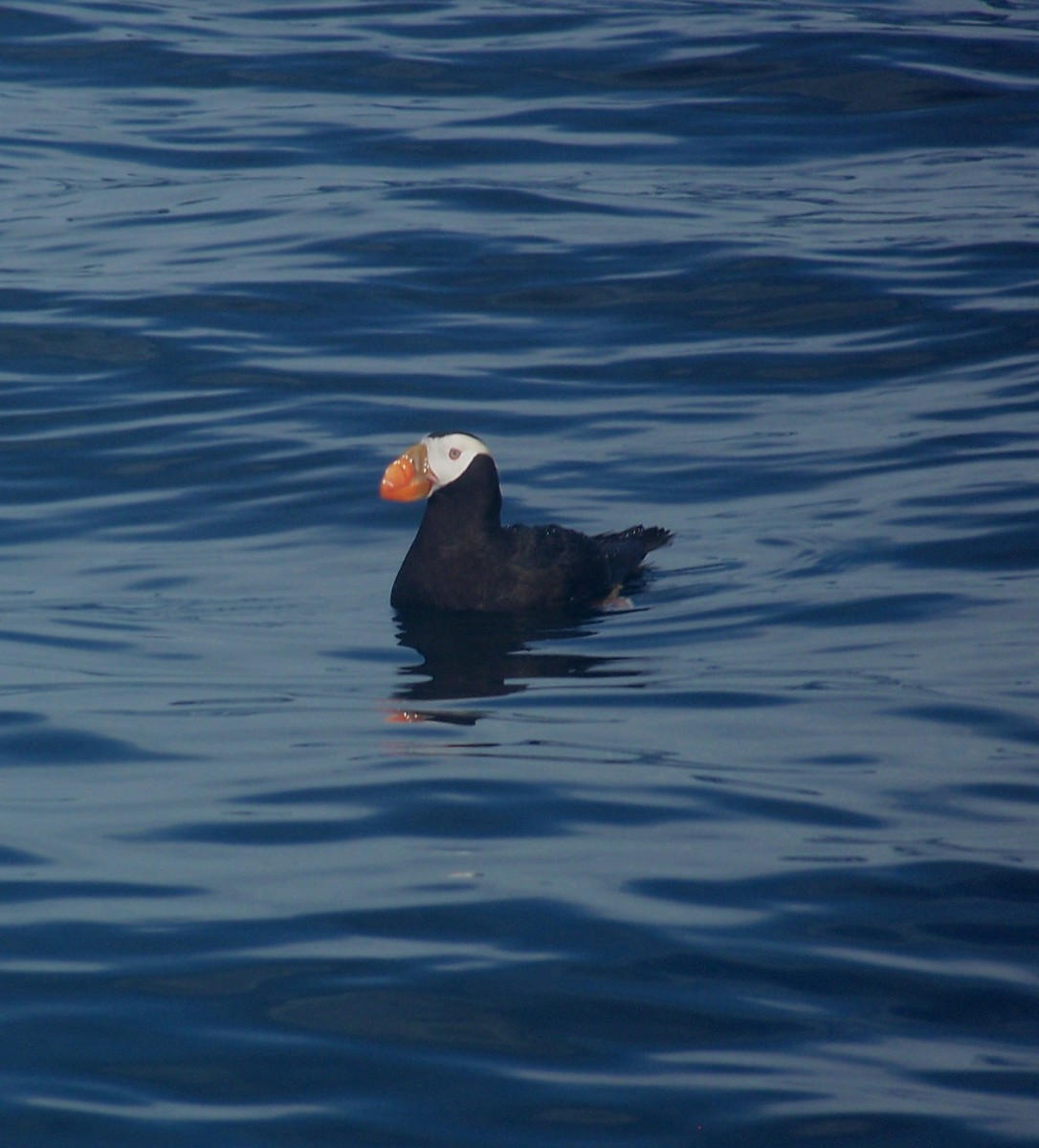 Tufted Puffin - ML294491231