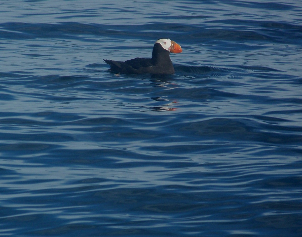 Tufted Puffin - Anonymous