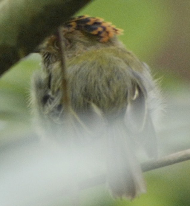 Scale-crested Pygmy-Tyrant - ML294492981