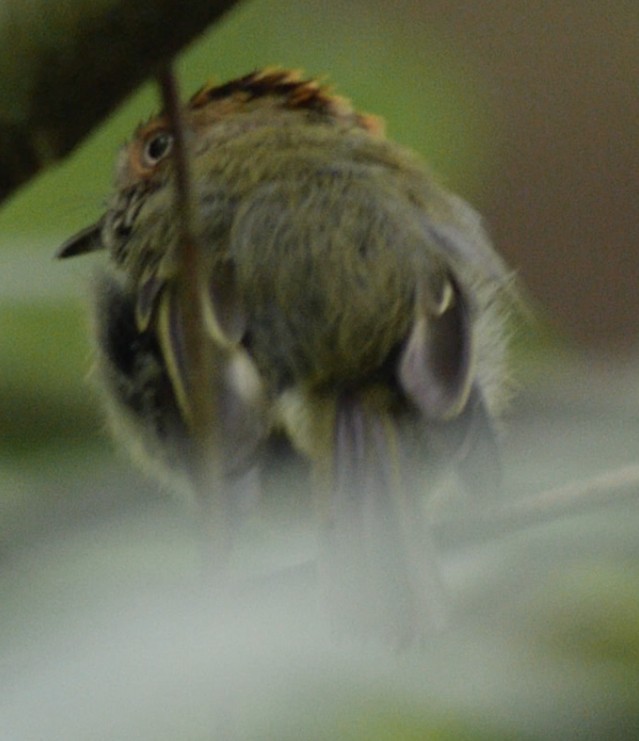 Scale-crested Pygmy-Tyrant - ML294492991
