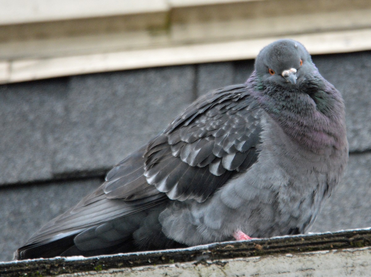Rock Pigeon (Feral Pigeon) - ML294504471