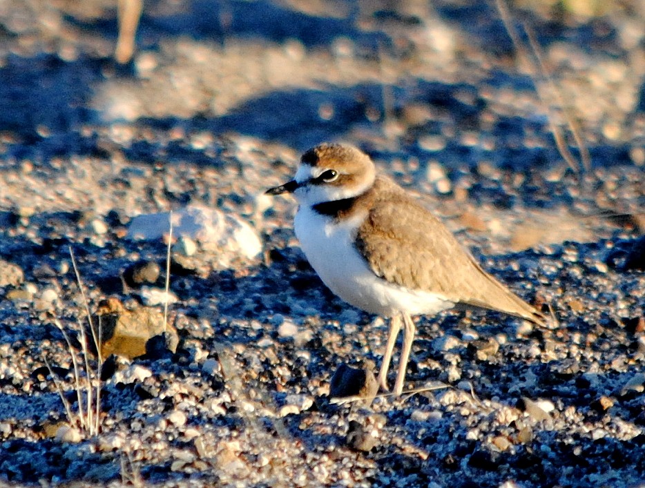 Collared Plover - ML294512111