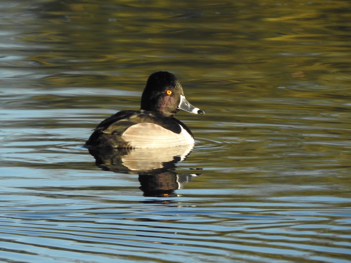 Ring-necked Duck - ML294512921