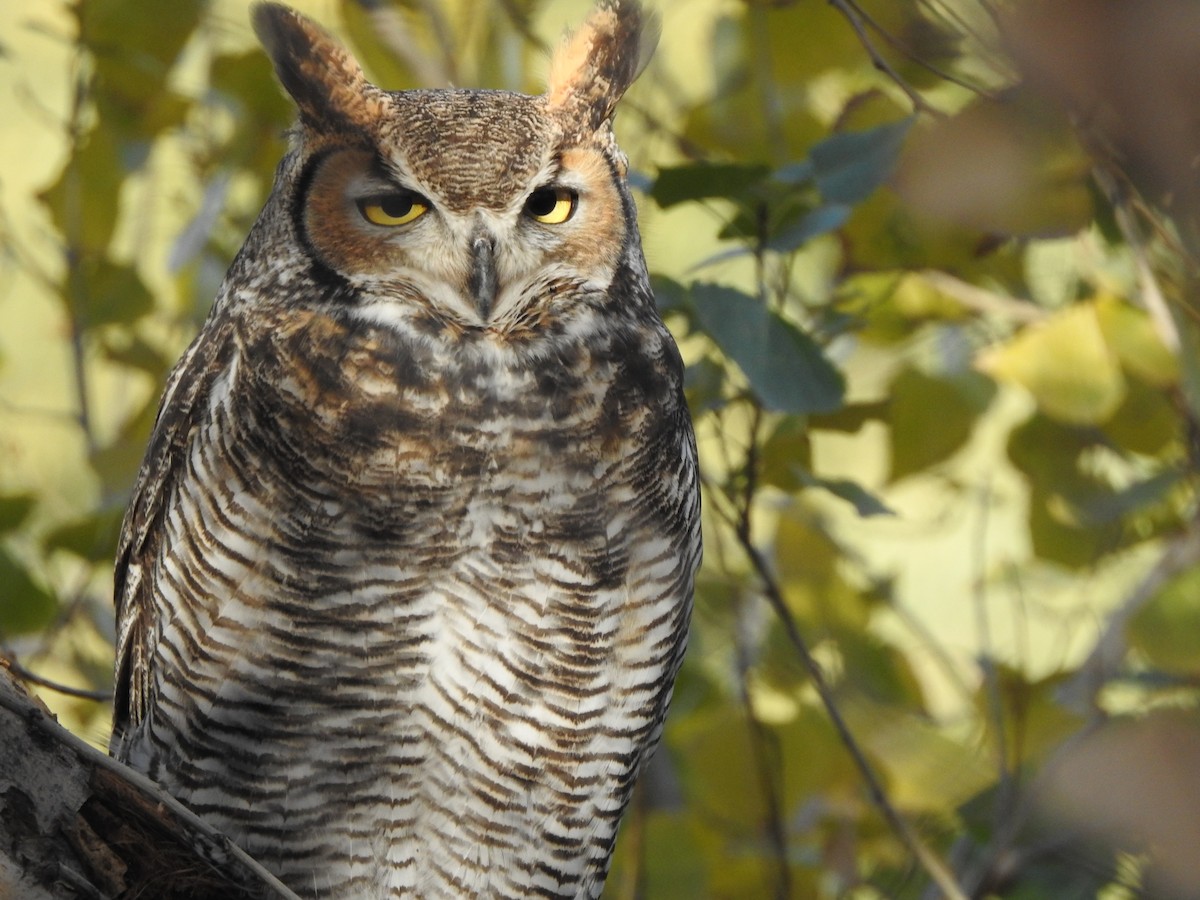 Great Horned Owl - ML294513881