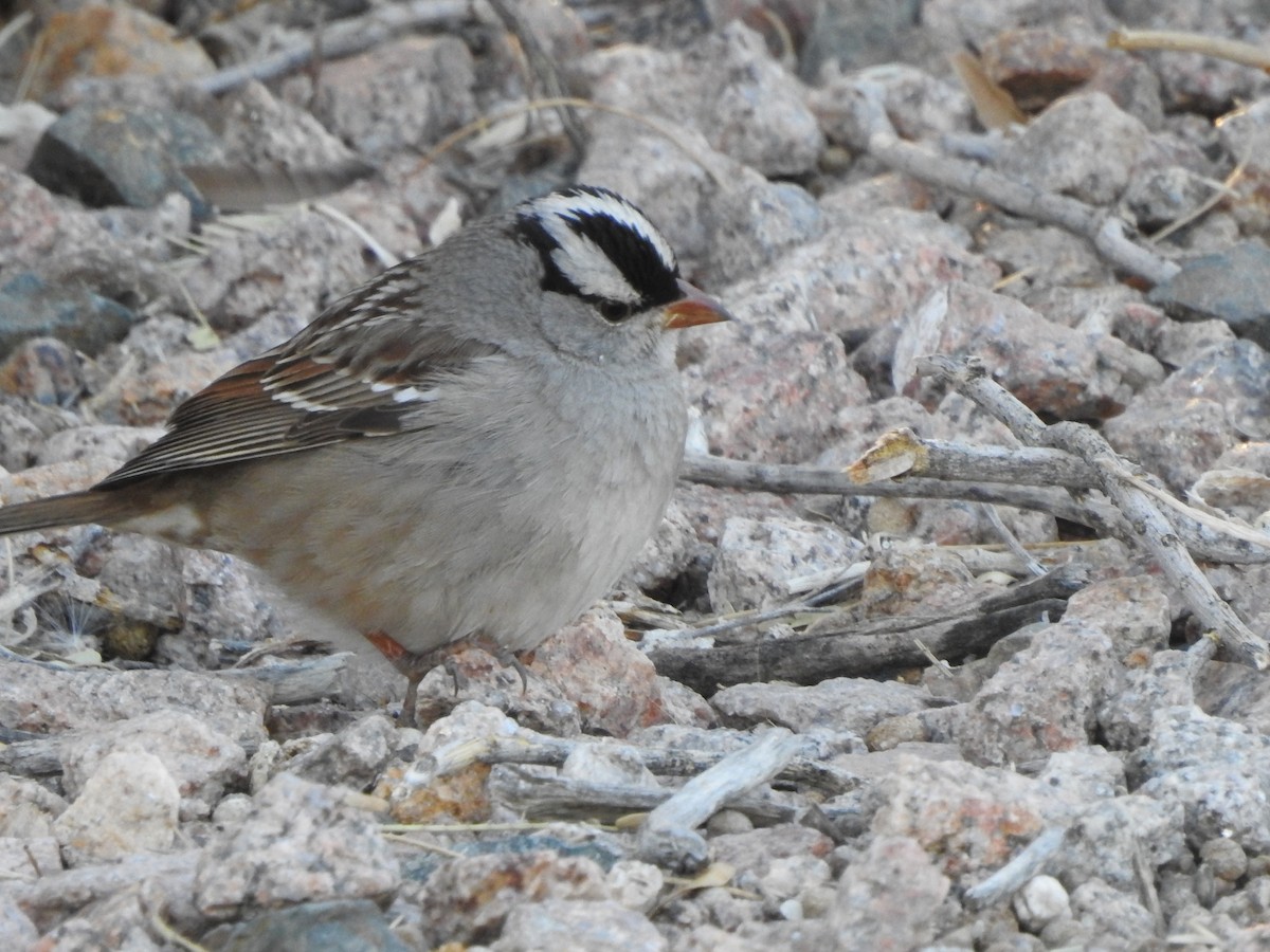 White-crowned Sparrow - ML294514311
