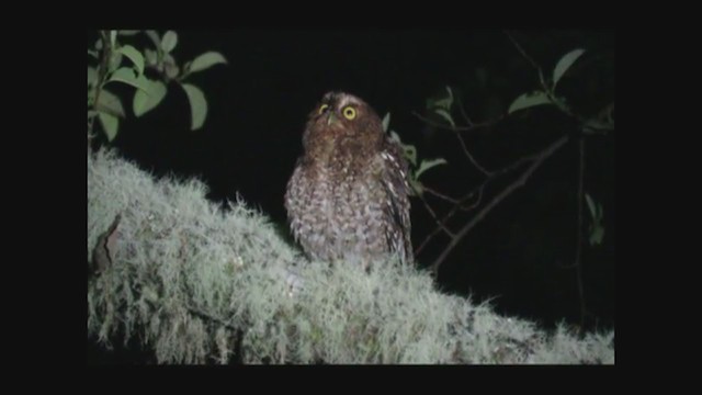 Bare-shanked Screech-Owl - ML294515291
