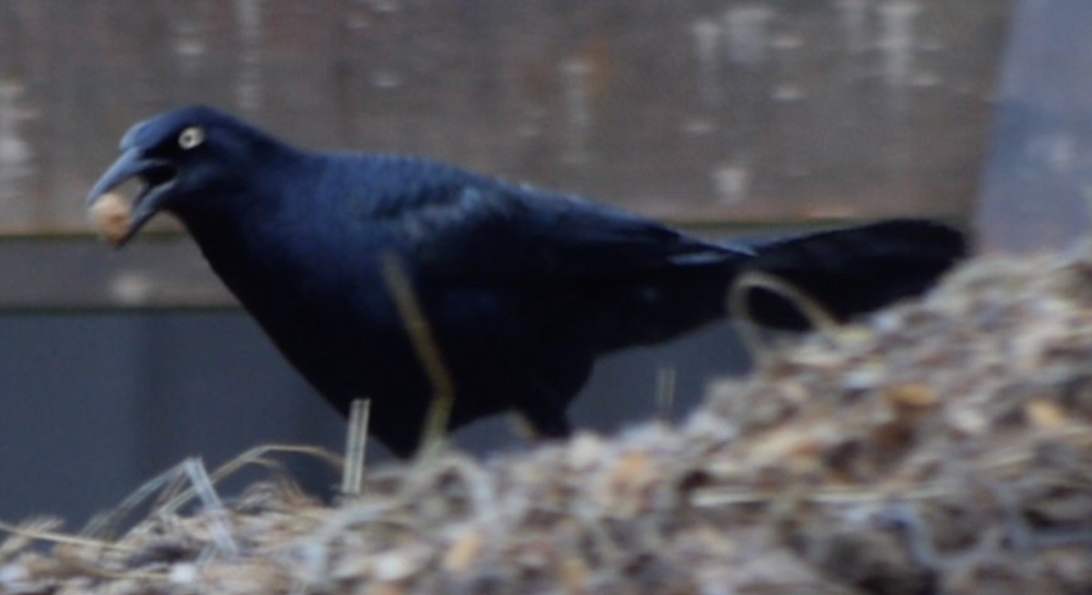 Great-tailed Grackle - ML294516021