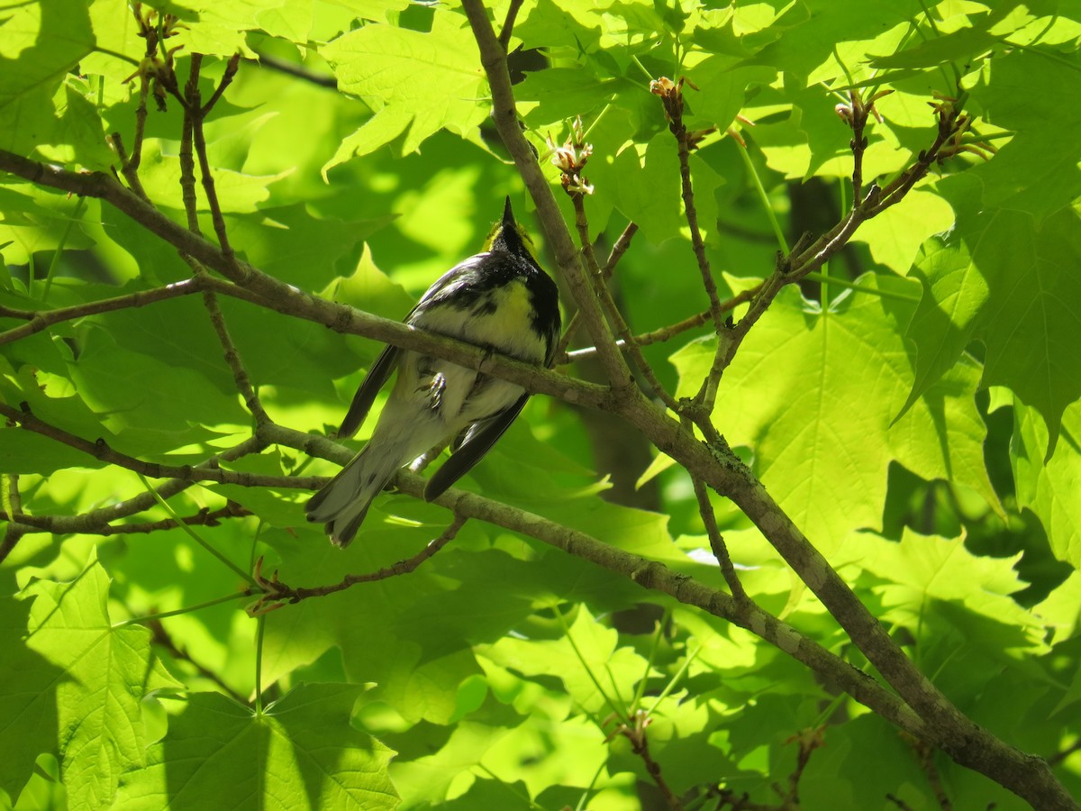 Black-throated Green Warbler - ML29451871