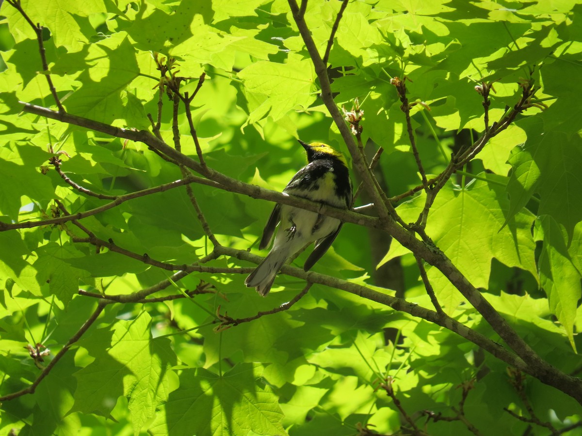 Black-throated Green Warbler - Denis Tétreault