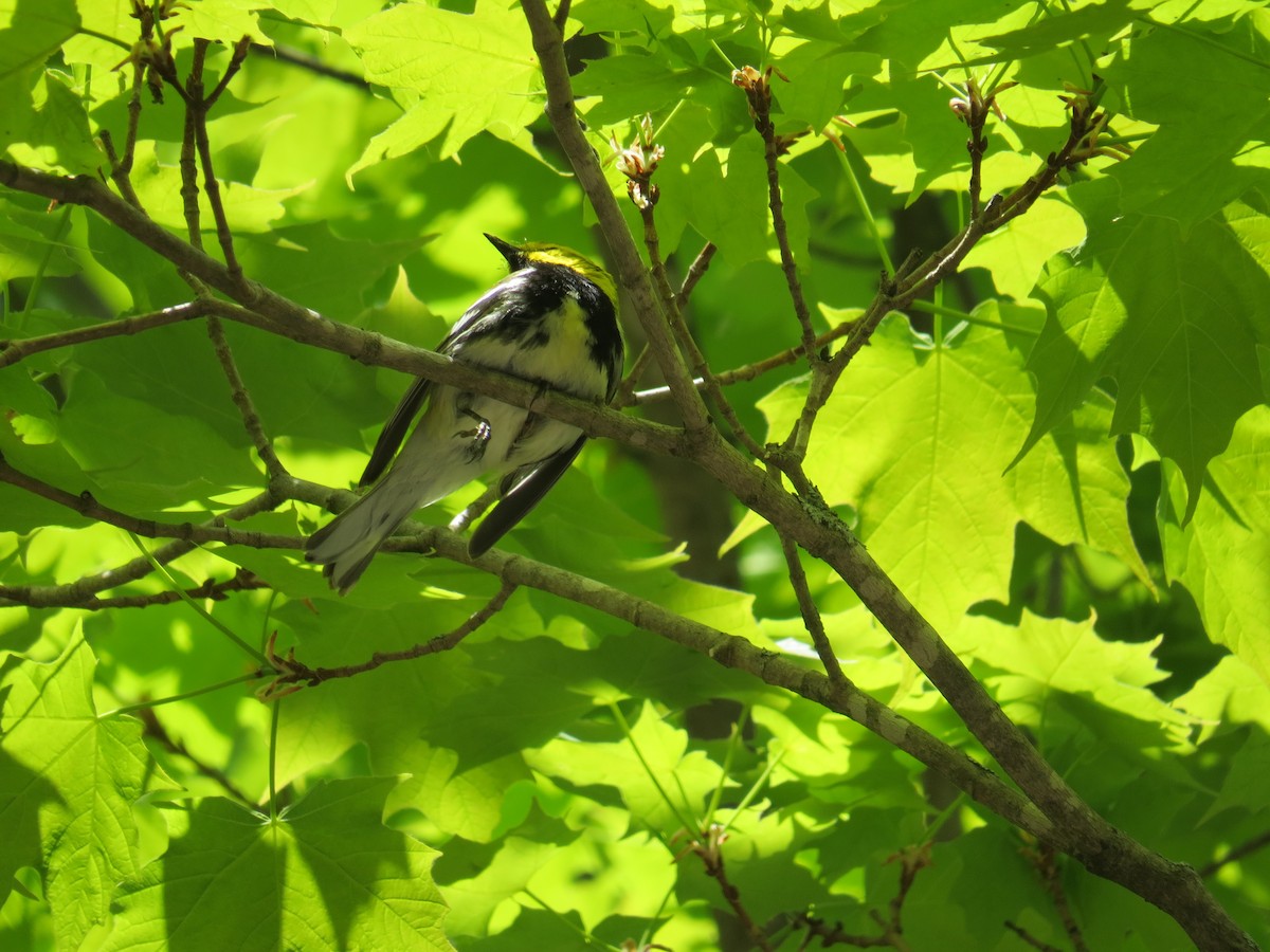 Black-throated Green Warbler - ML29451891