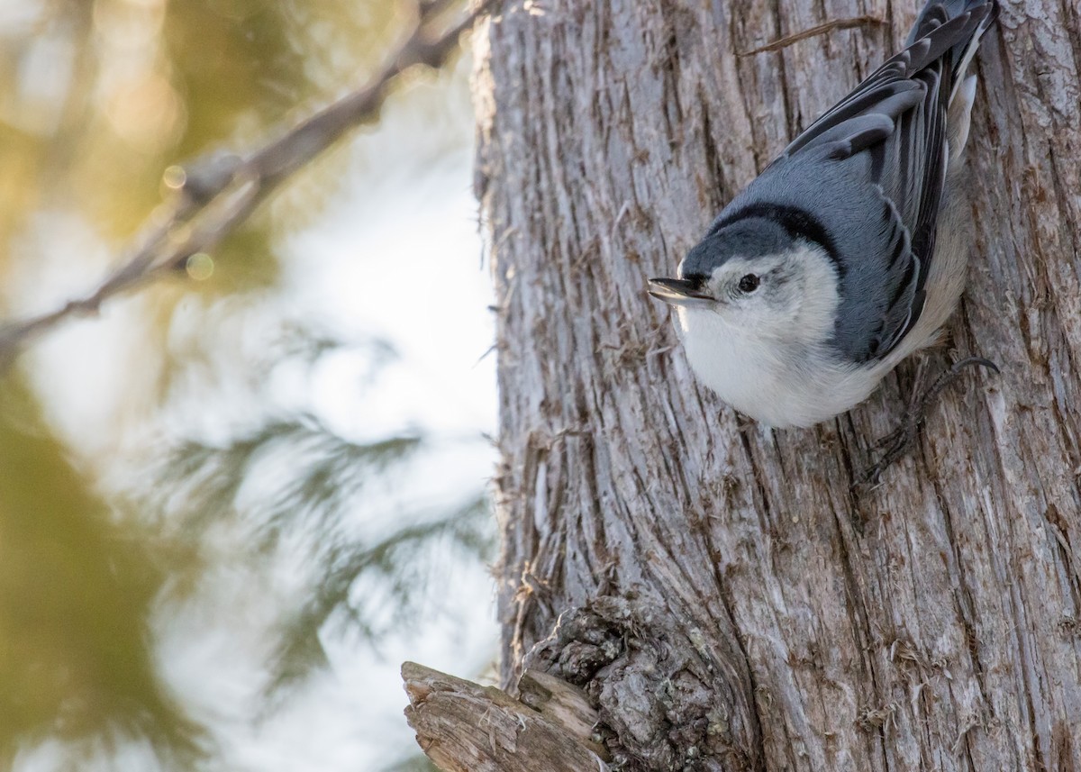 White-breasted Nuthatch - ML294519491