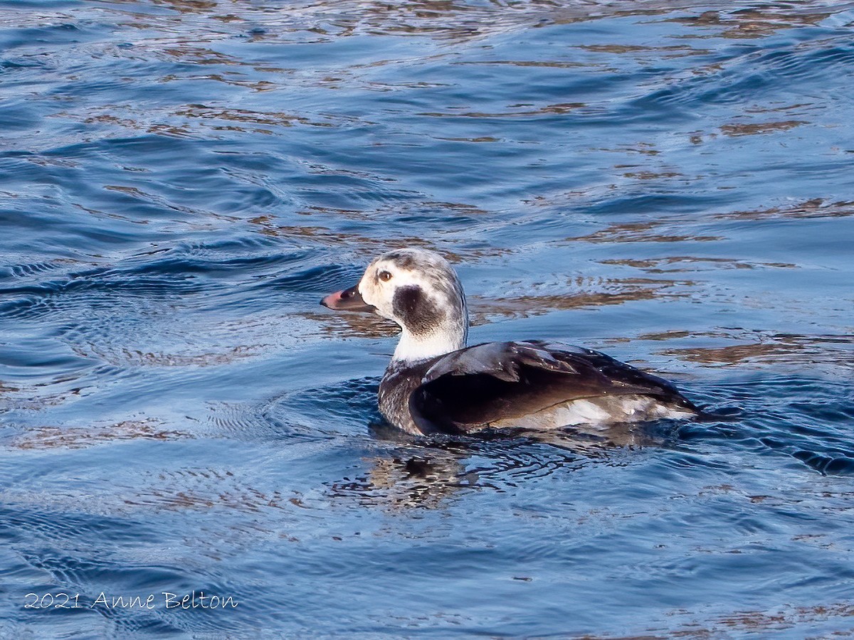 Long-tailed Duck - ML294525881
