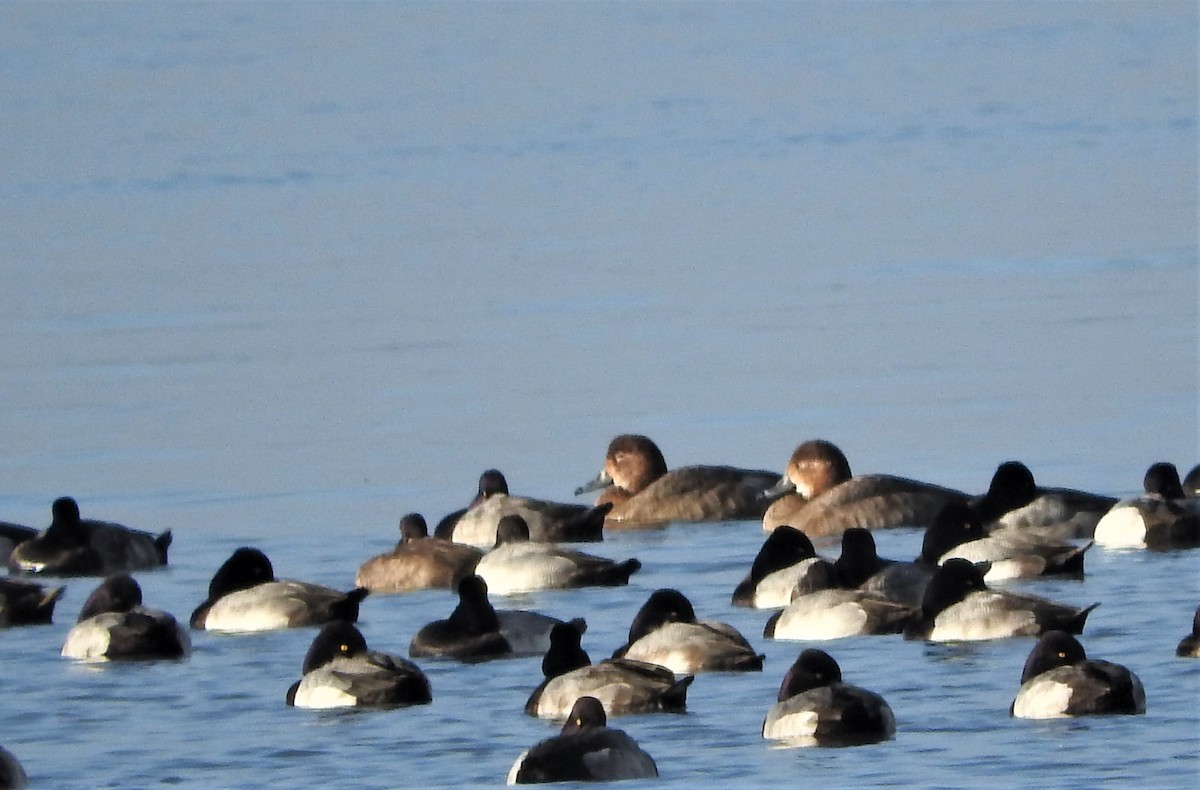 Greater Scaup - Richard Hayes