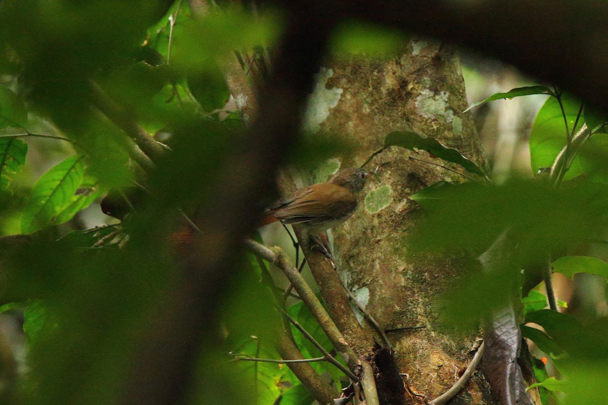 Sooty-capped Babbler - ML294527361