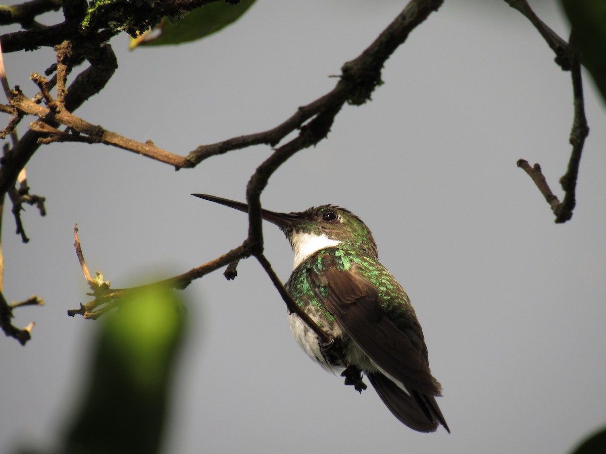 White-throated Hummingbird - ML294528171